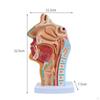 Nasopharyngeal Structural Model | Detailed Sagittal Sectional View View, Mounted On Display Stand,