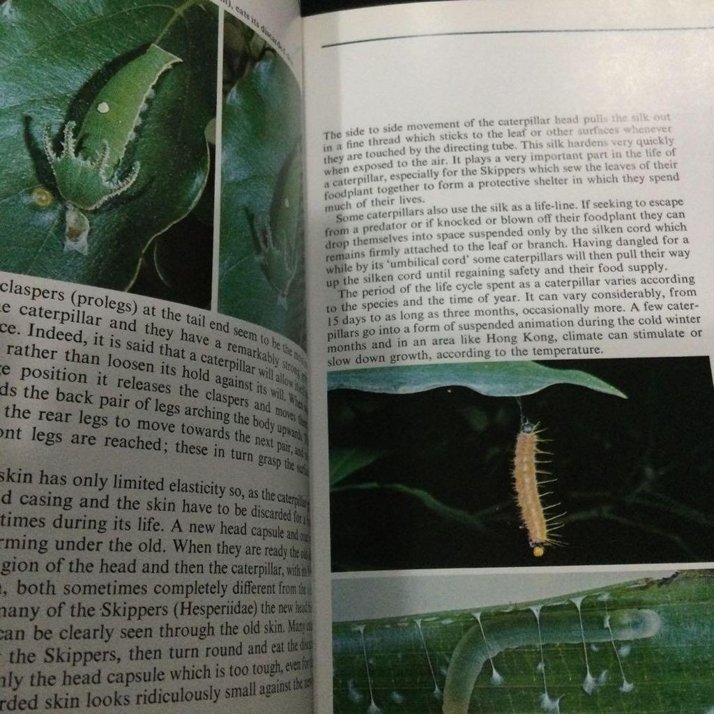 [USED] Butterfly Hong Kong Picture Book Foreign Book Butterfly Butterflies Butterfly
