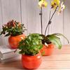 Hydroponic Plants Pot Self Watering Flowerpot Indoor Mini Succulent Planter Tabletop Vase Self-watering Home Office Bonsai Decor