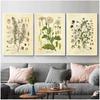 Vintage Wild Plant Poster Botanical Flower Study Living Room Hanging Painting Peony Picture Aesthetic Room Decor Canvas Paintng