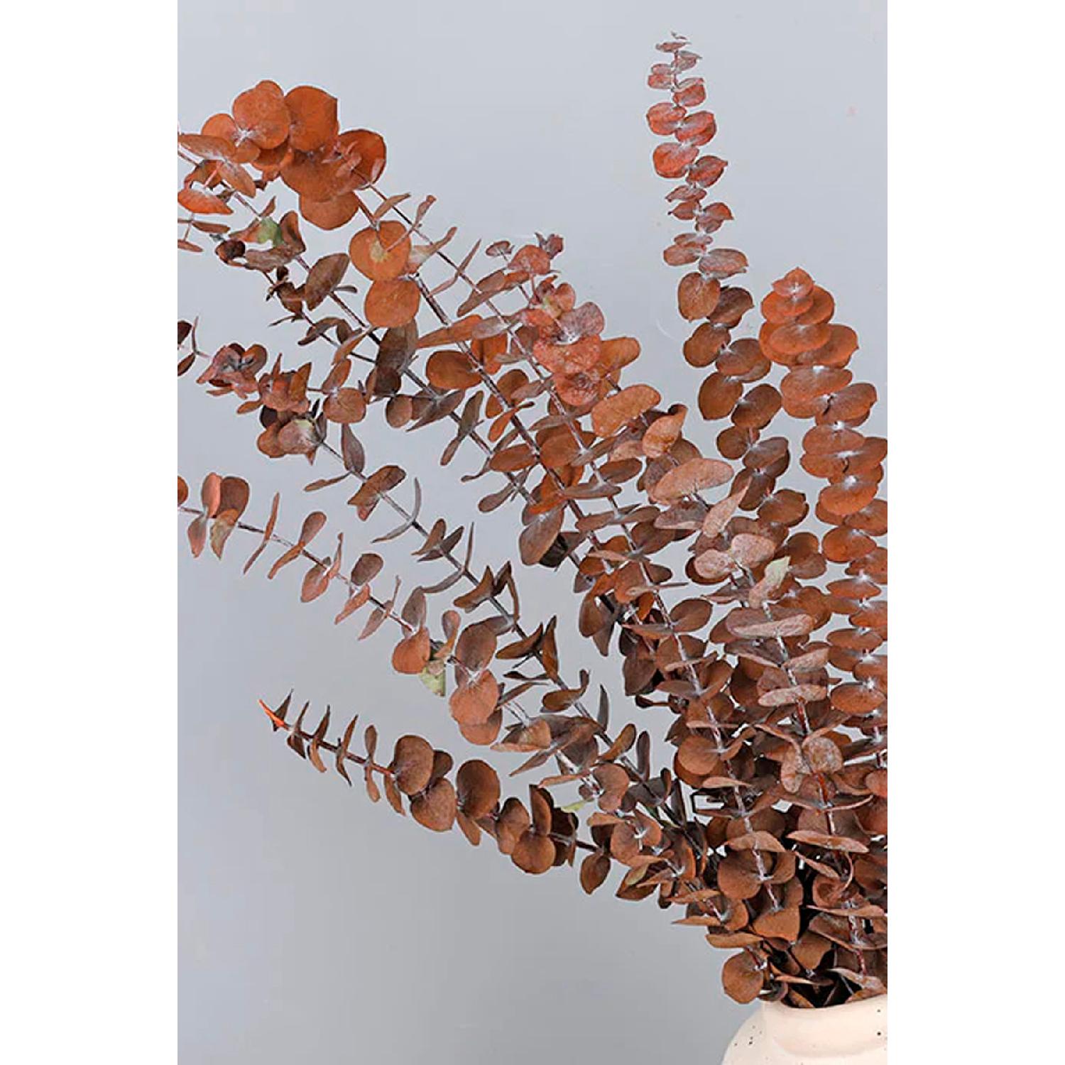 

Шокированный натуральный эвкалипт Сушеный шоковый эвкалипт