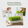 Soilless Wheat Grass Seedling Pot Kit for Cats Indoor Planting Pet-Friendly Design