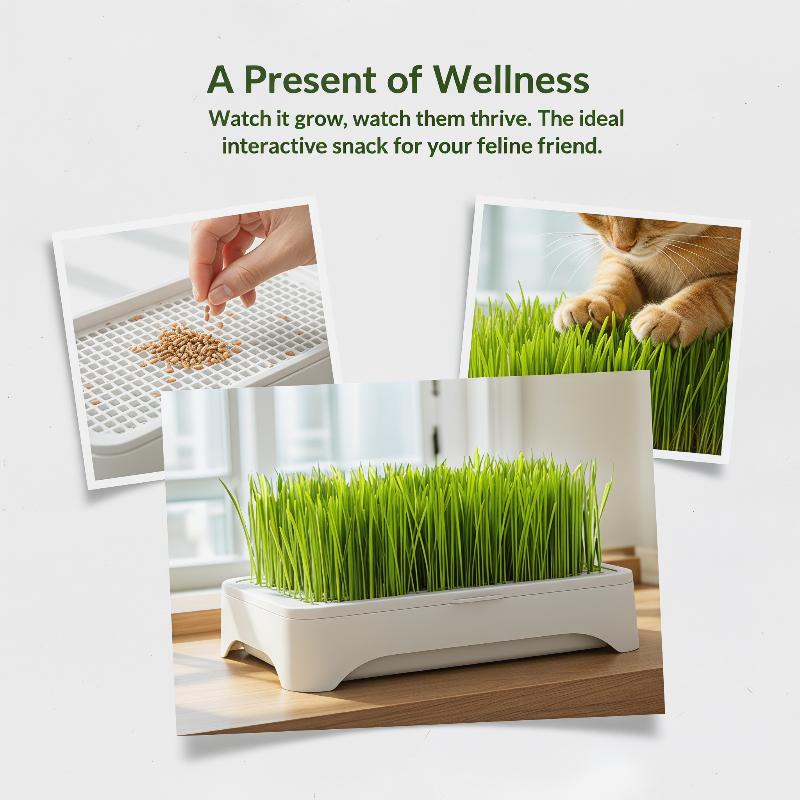 Soilless Wheat Grass Seedling Pot Kit for Cats Indoor Planting Pet-Friendly Design