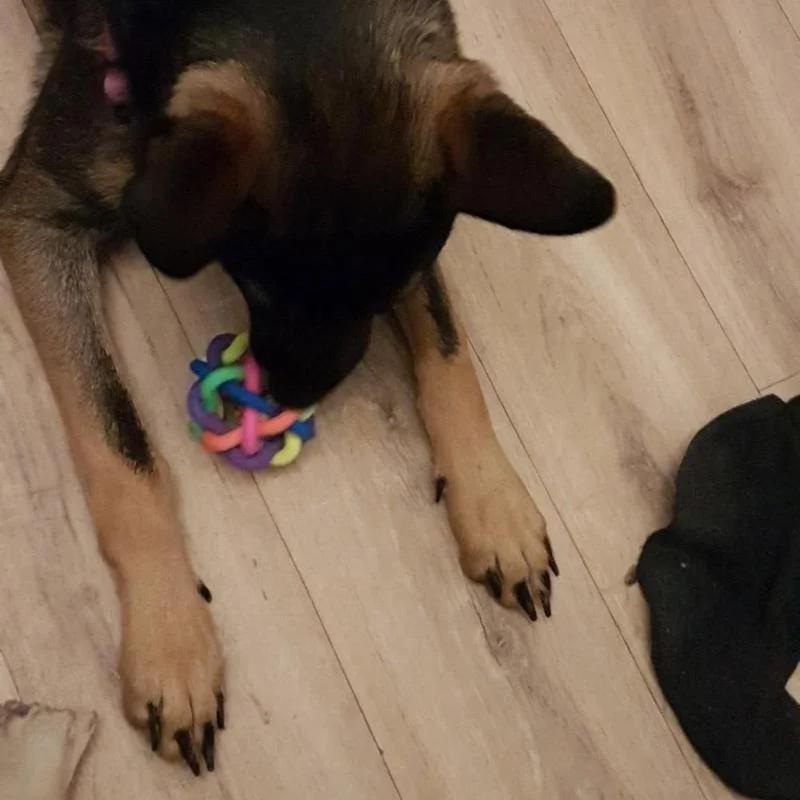 Rainbow Color Rubber Ball Bell Pet Toy For Small Dogs