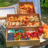 Disposable Pulp Picnic & Bento Boxes