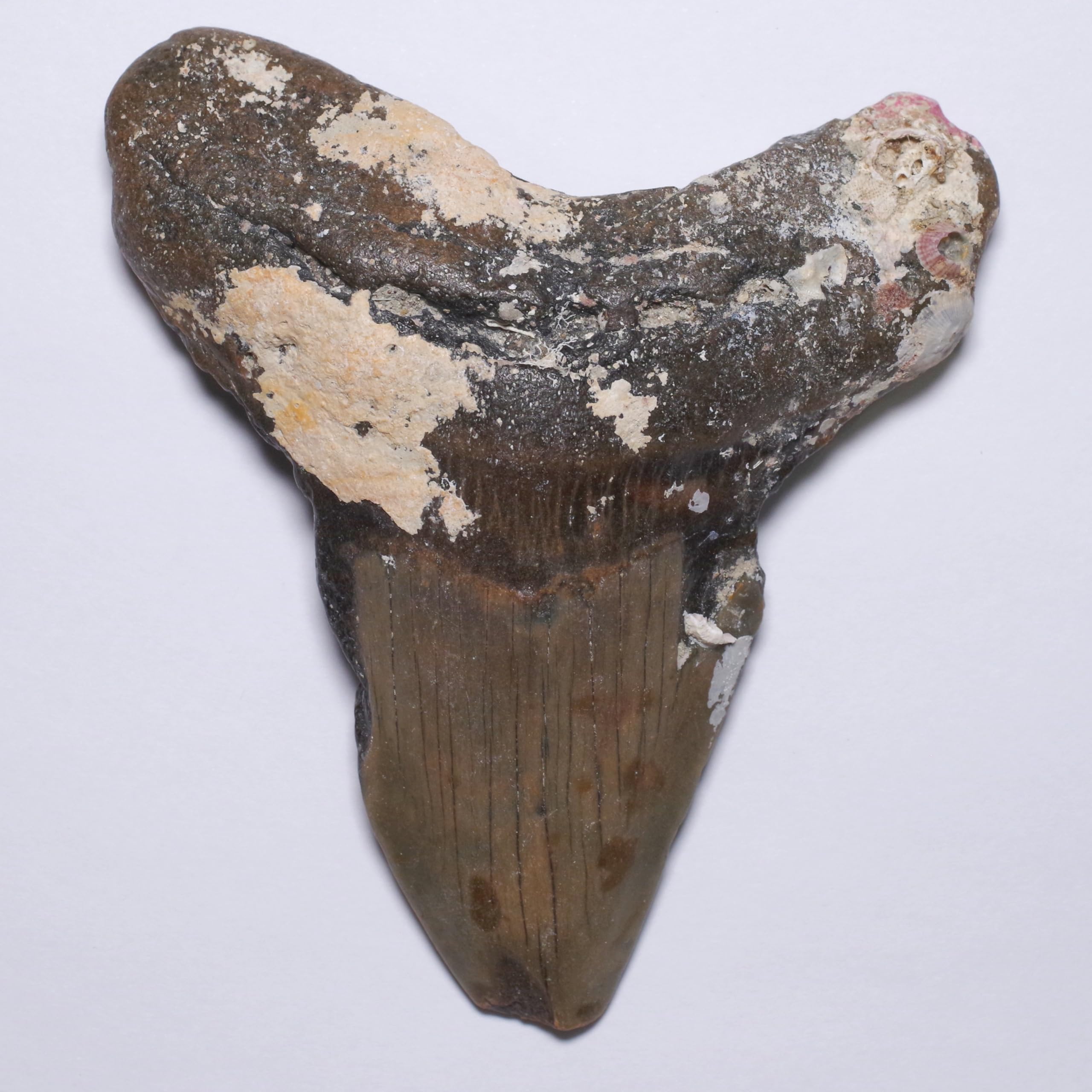 Stone Natural Fossil Megalodon North USA Specimen [N2 Natural] (Carcharocles/Otodus Megalodon) - Carolina, - (37  One-of-a-kind  Tooth Approx.