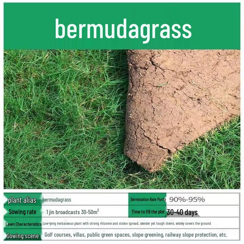 Desert Spring Bermuda Grass Lawn Seeds