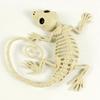 1Pcs Halloween Skeleton Bones Gecko Plastic Gecko Skeleton Model for Halloween Decoration Terror Scary Props