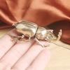 Vintage Brass Japanese Rhinoceros Beetle Insect Statue Crafts Tea Ornaments Old Bronze