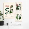 Antique Botanical Canvas Art Posters and Prints , Vintage Botanical Wall Art Painting Pictures for Living Room Home Decor
