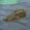 Floating Alligator Head Fake Decor Realistic Ornament Duck Deterrent Crocodile