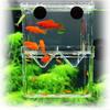 Peacock Fish Breeding Box Fish Aquarium Acrylic Isolation Box Fish Tank Hatchery Incubator Breeder Box Aquarium Supplies