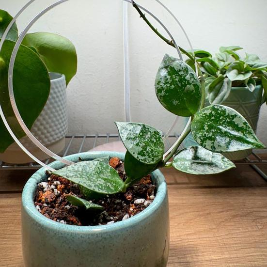 Plant Bracket Stand Transparent Weather-Resistant Structure Acrylic Garden Support Climbing Plant Growth Enhancer