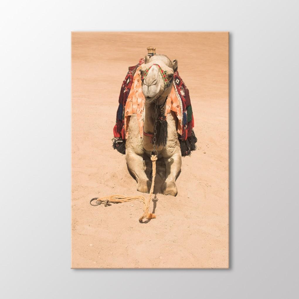 

Стол верблюда