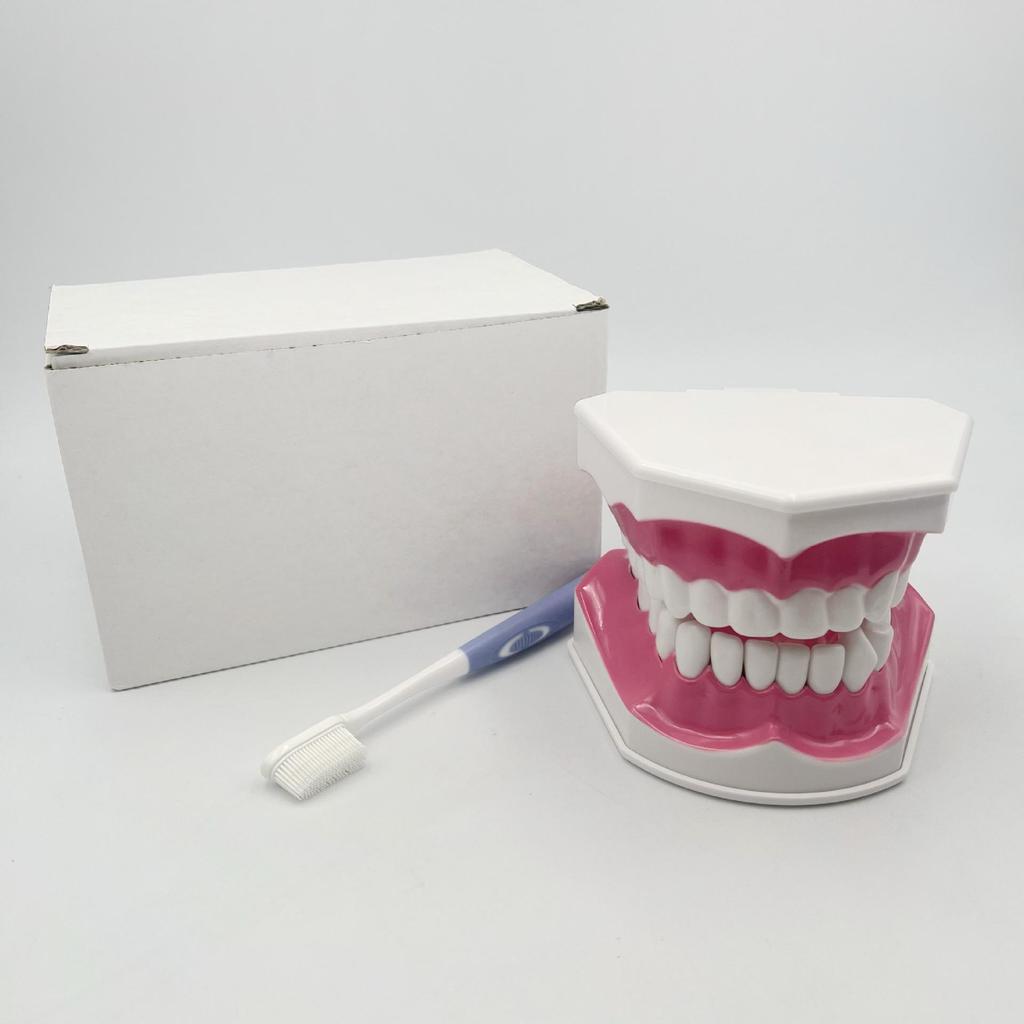 Modelo Dental No Extraíble con 28 Dientes