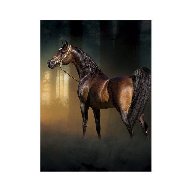 

Современная белая арабская лошадь, холст, картина, настенные художественные фотографии, постеры с животными и принты для гостиной, украшения дома, Куадрос 21cm×30cm NoFrame