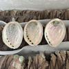 Abalone Shell Sage Incense Burner - Natural Pearl Decorative Piece for Home