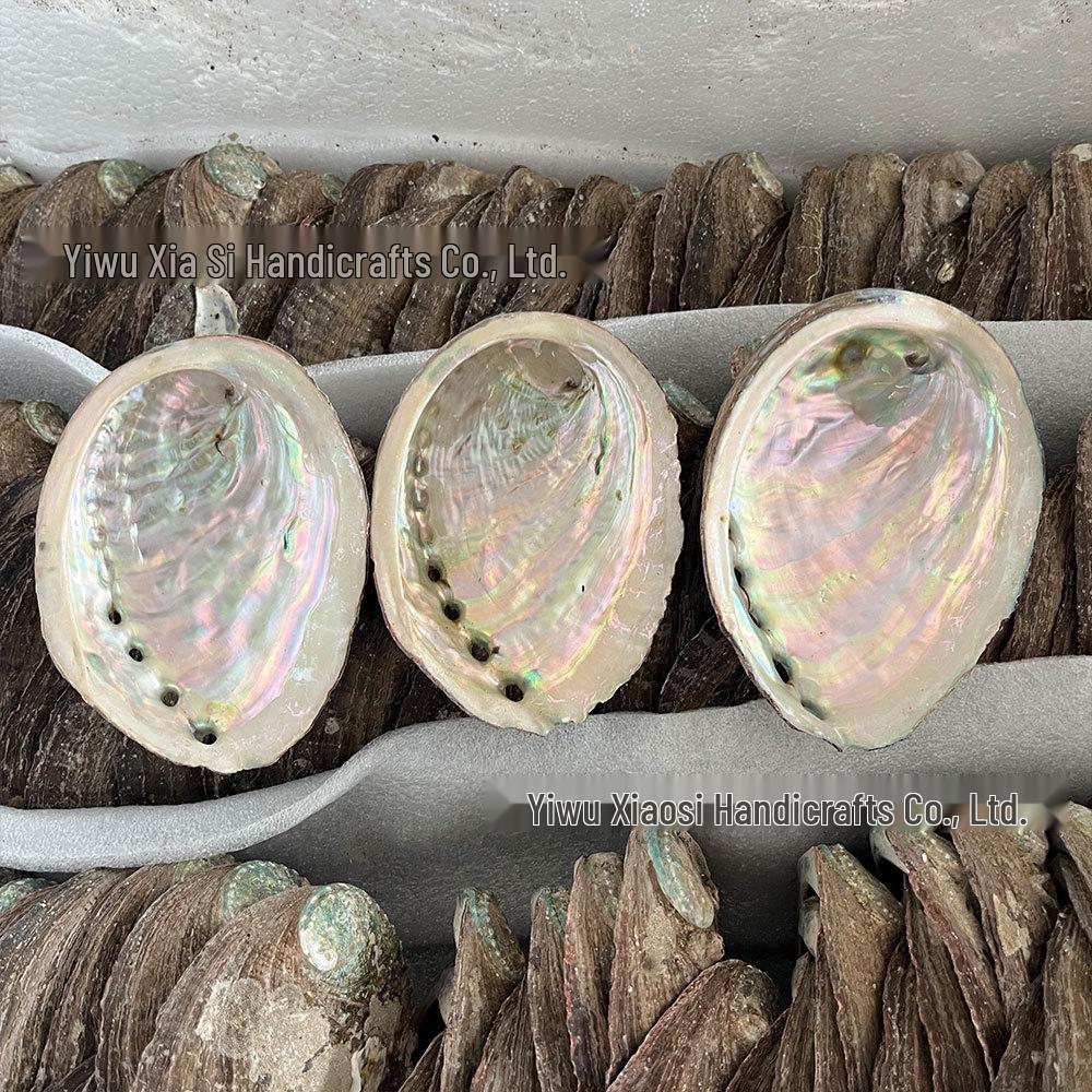 Abalone Shell Sage Incense Burner - Natural Pearl Decorative Piece for Home
