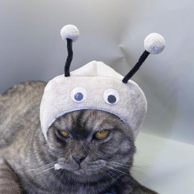 Kedi – Kediler için giyim
