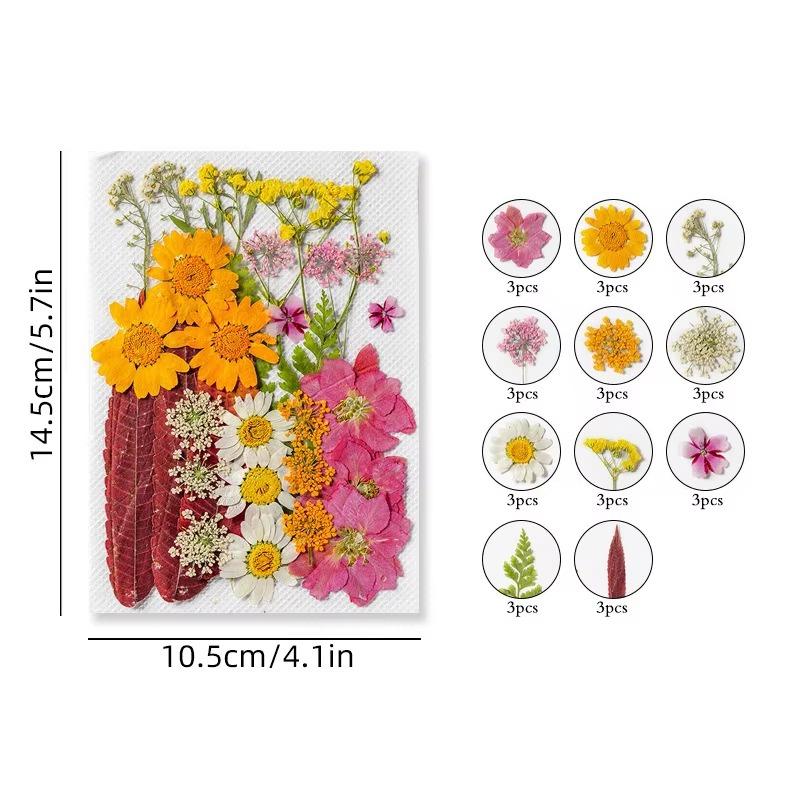 31-35PCS Dried Flower Set Mixed Multiple Pressed Flower Leaves DIY Candle Resin Nails Jewelry Pendant Crafts Art Floral Decors