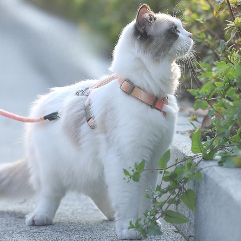 Pet Supplies Harness Belt H-type Anti Loss Traction Rope Adjustable Outdoor Safety Ropes Small and Medium-sized Pet Cat and Dog Chest Strap Set
