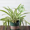 Top Fill Plant Watering Bulbs Automatic Auto Watering System Indoor Gardening Reusable Easy Refill For Busy Gardeners