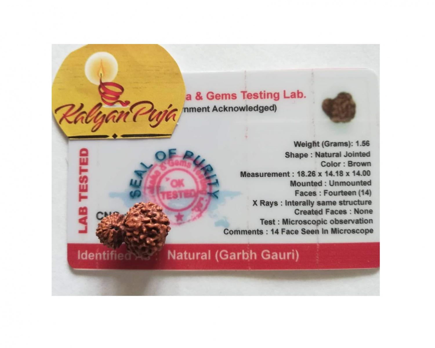Гарбх Гаури Рудракша сертифицированная (14 мукхи), Garbh Gauri Rudraksha Certified (Indonesia),  Kalyan Puja