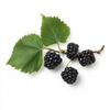 80 Black Mulberry Seeds (Black Mulberry)