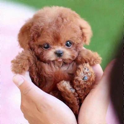 My Realistic Robot Puppy Electronic Interactive Pet Dog Cute Gifts Toys for Girls Kids