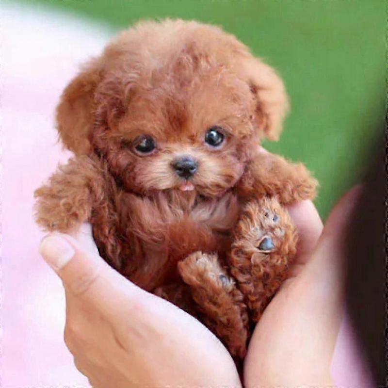 My Realistic Robot Puppy Electronic Interactive Pet Dog Cute Gifts Toys for Girls Kids
