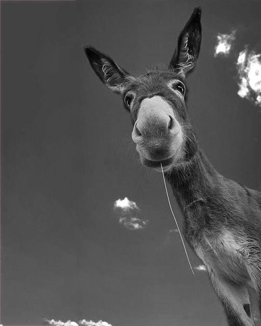 5D DIY Diamantmalerei Voll Quadrat Schwarz Weiß Tiere Diamantstickerei Löwe Tiger Mosaikbild aus Strass Dekor Geschenk