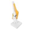 Anatomical Shape Knee Bone Model PVC Patella Model  Anatomy Reference