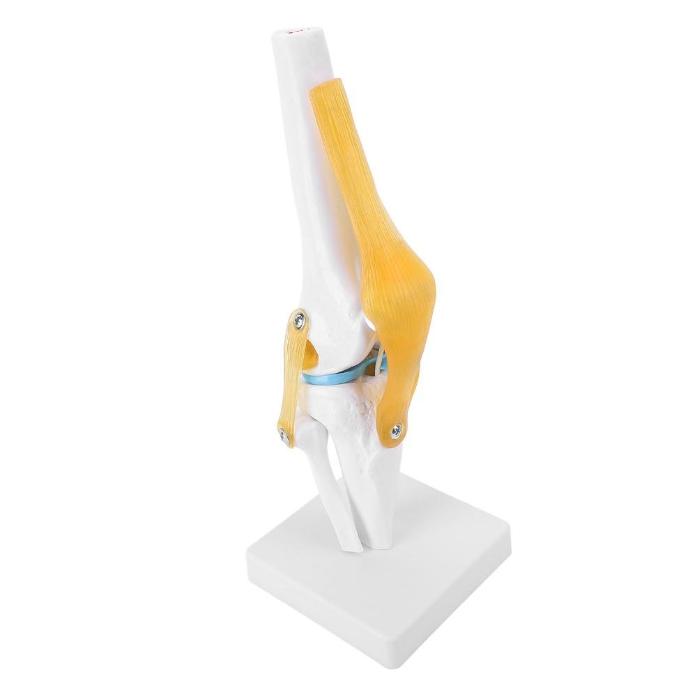 Anatomical Shape Knee Bone Model PVC Patella Model  Anatomy Reference