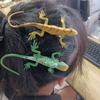 12Pcs Hairpin Vibrant Color Lizard Decor Handcrafted Hair Clip Hair Decoration Halloween Hair Accessory Fun Costume Gift