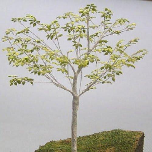 

Watako Diorama Accessory Series Birch