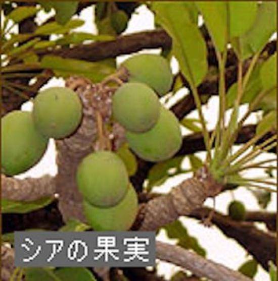 Keinz Raw Shea Butter Organic 250g Bag Completely Natural Cosmetic Ingredients Additive-Free