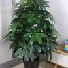 Large Indoor Artificial Money Tree with Pot - Bionic Green Decor for Living Room