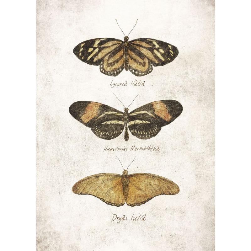 Vintage Butterflies and Moths Insect Studies Specimen Posters Prints Canvas Printing Wall Art Picture for Living Room Home Decor