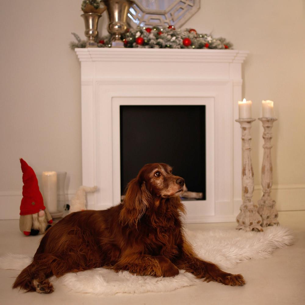 Portal Bioethanol Kamin LEGIONIS TÜV Set