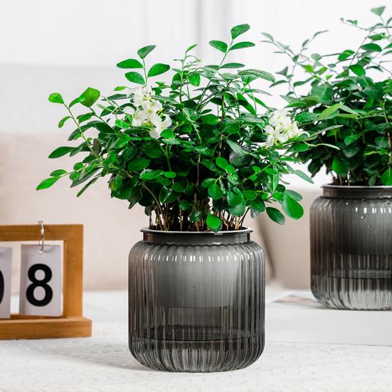 Self Watering Pots for Indoor Plants Clear Plastic Wicking Flower Pot Modern Decorative Planter