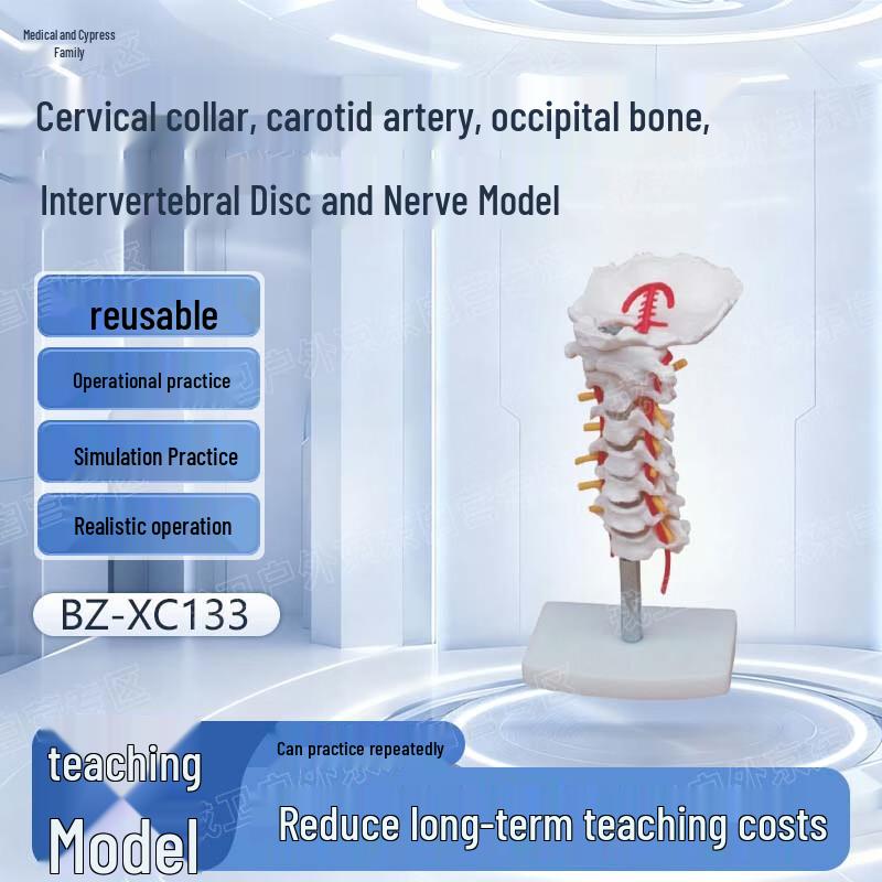 Yibaike Cervical Spine Anatomy Model