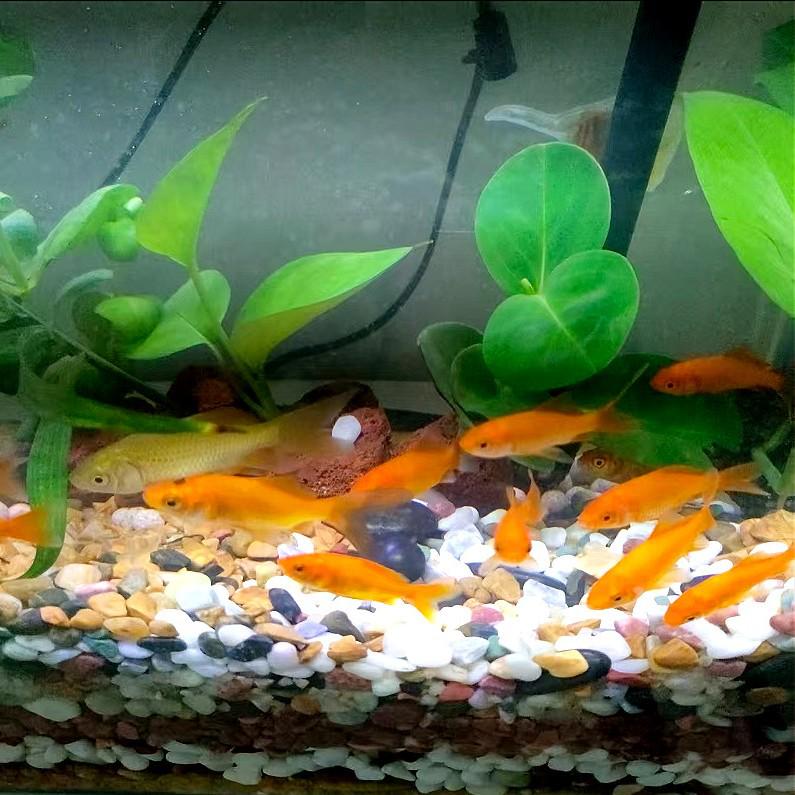 Natural Volcanic Rock & Gravel Set for Fish Tank Landscaping