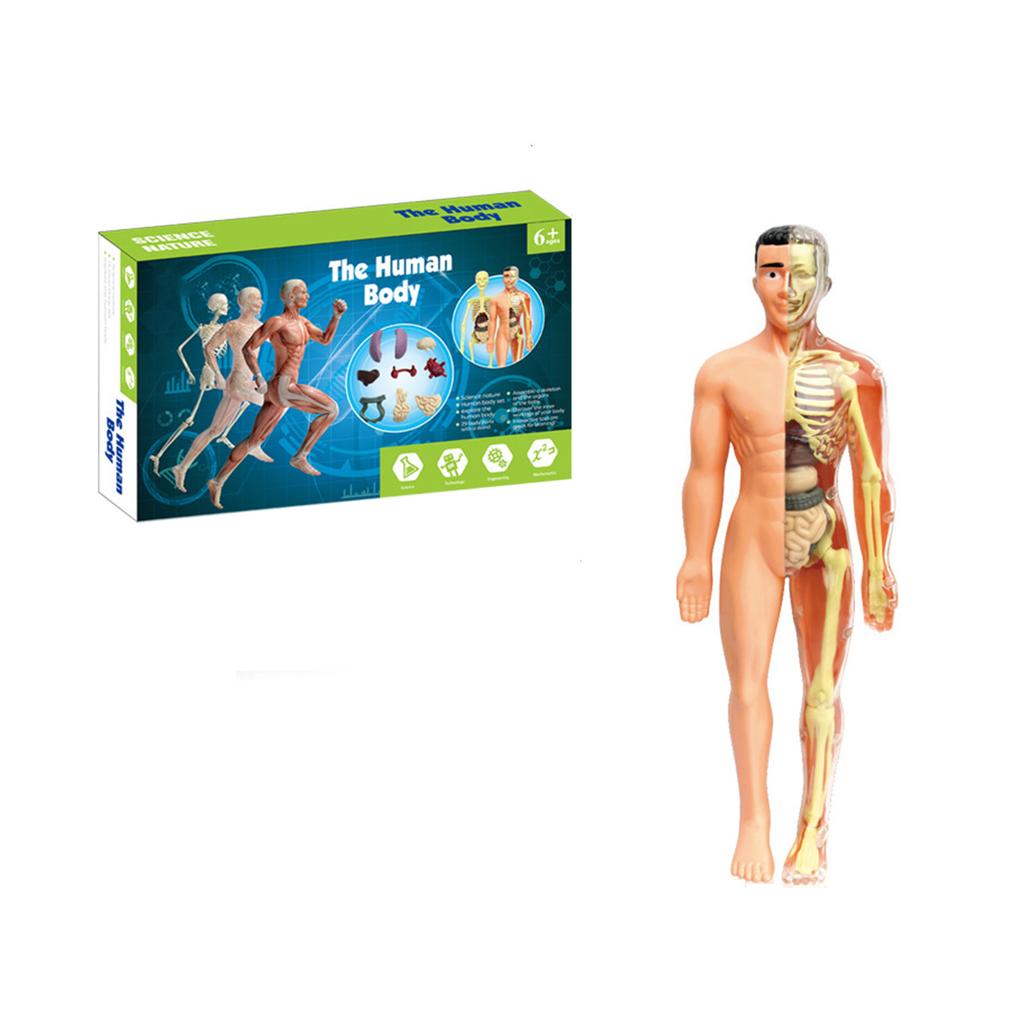 Tidig utbildning Mänsklig Organ Och Modell Set Vetenskap Och Utbildning