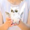 [Devalier] Mo01 Owl Figurine, Resin Owl, Perfect Gift for Birthdays (Flapping Owl Wings Lol)