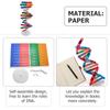 Accurate Double Helix Model for Human Genes Education DIY Science Tool for Classroom Projects and Creative Learning