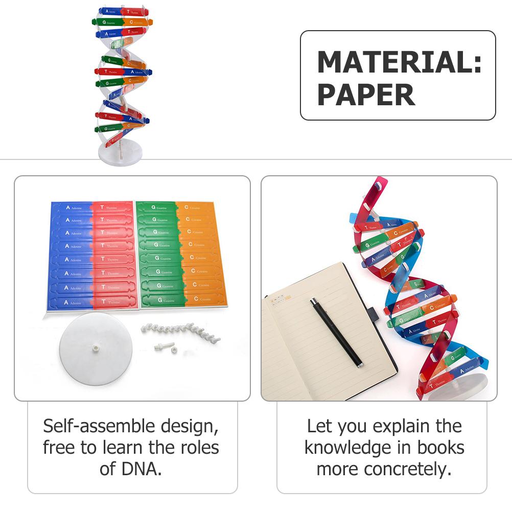 Accurate Double Helix Model for Human Genes Education DIY Science Tool for Classroom Projects and Creative Learning
