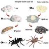 Animal Growth Cycle Simulation Toy Set: Solid Snail & Frog Models for Science Education