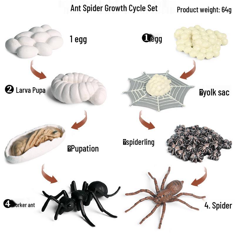 Cognitive Marine Animal Growth Cycle Toy Set: Salmon & Sea Turtle Simulation