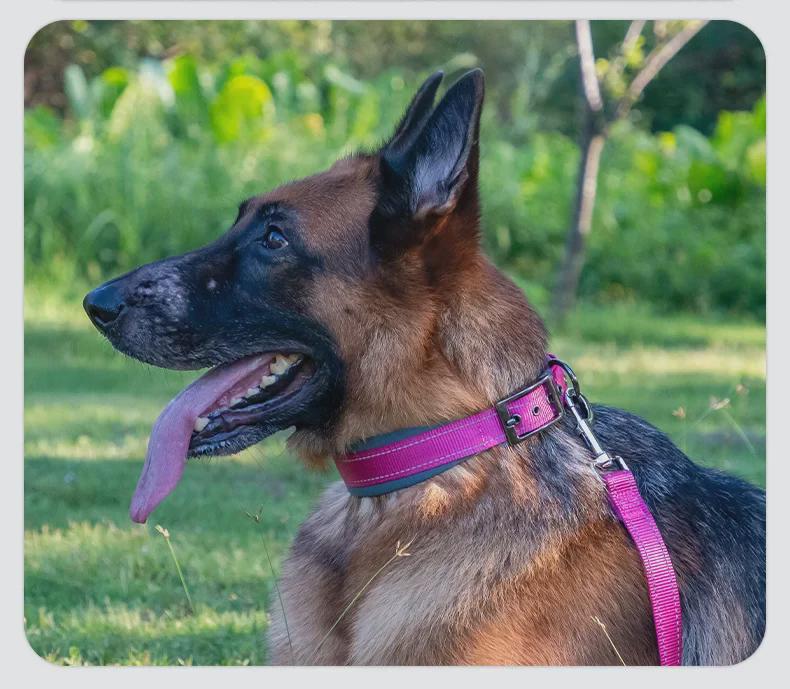 Customizable Neoprene Dog Collar: Comfortable, Non-Squeezing, Reflective Collar for Dogs of All Sizes