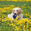 Dog Toy Interactive Toy, Dog Squeak Toys, Dog Toys Dog Squeaky Toy Sound Dog Toy Squeaky Toy Loves Dog Latex Toy Educational Toy Dog Chewing Toy (Hedg